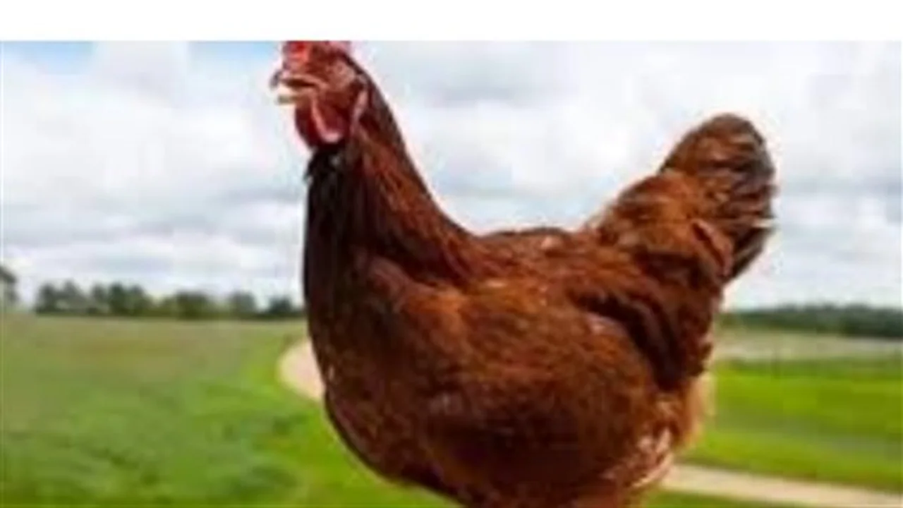 تراجع مفاجئ.. أسعار الدواجن والبيض تشهد انخفاضات جديدة في الأسواق المحلية